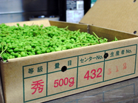 青山椒の佃煮05.jpg